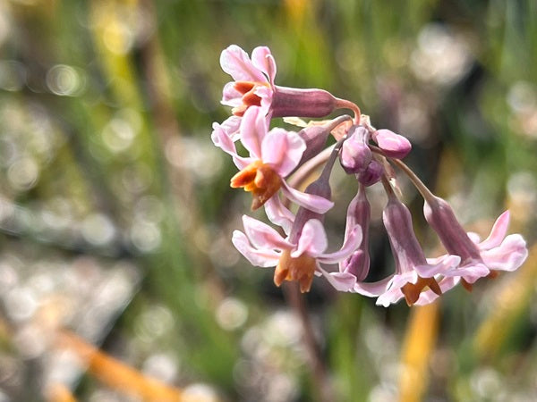 Tulbaghia 'Hazel'