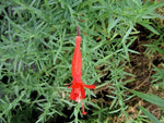 Epilobium (syn. Zauschneria) canum 'El Tigre'
