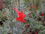 Epilobium (syn. Zauschneria) canum 'Silver Select'