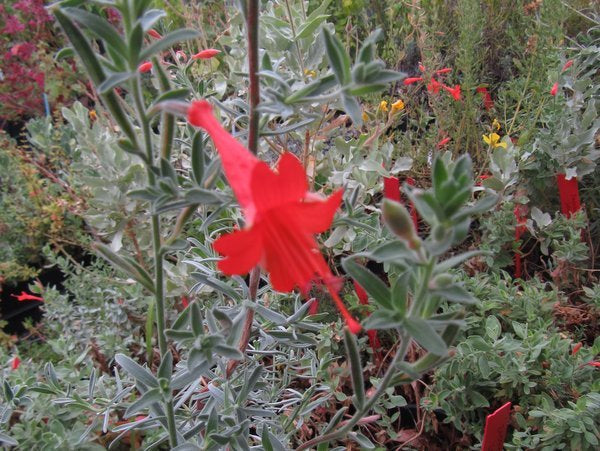 Epilobium (syn. Zauschneria) canum 'Silver Select'