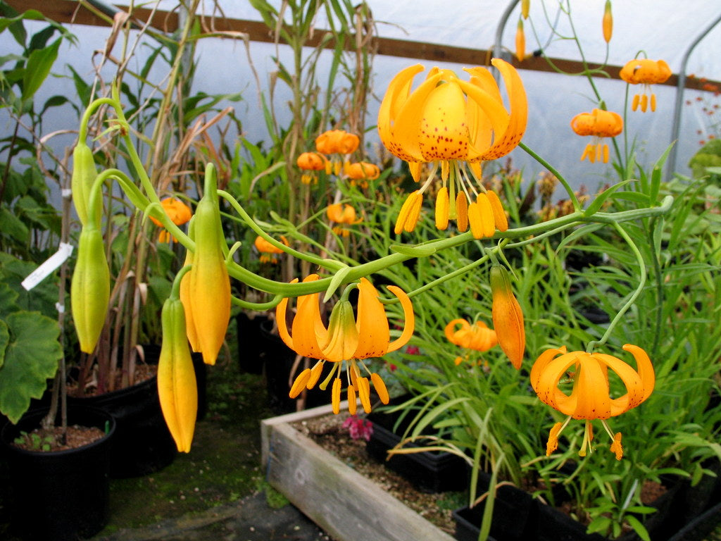 Lilium pardalinum ssp. wigginsii NNS 03-383