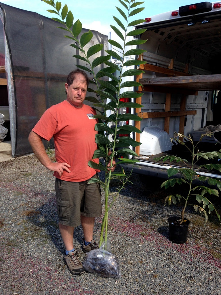 Polygonatum martini