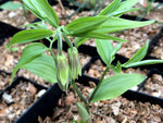 Pendulous green flowers of Disporum cf. cantoniense