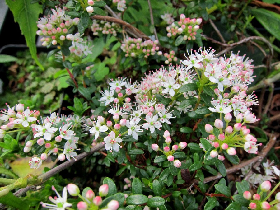 Kalmia buxifolia (Syn. Leiophyllum buxifolium)