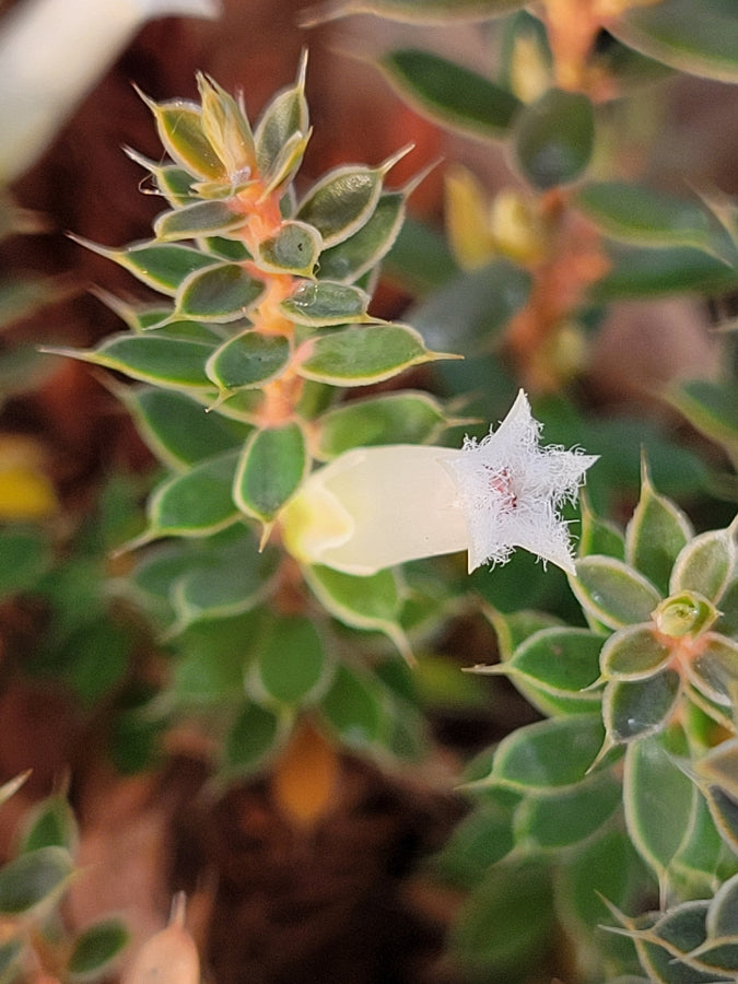 Styphelia nesophila (syn. Cyathodes fraseri)