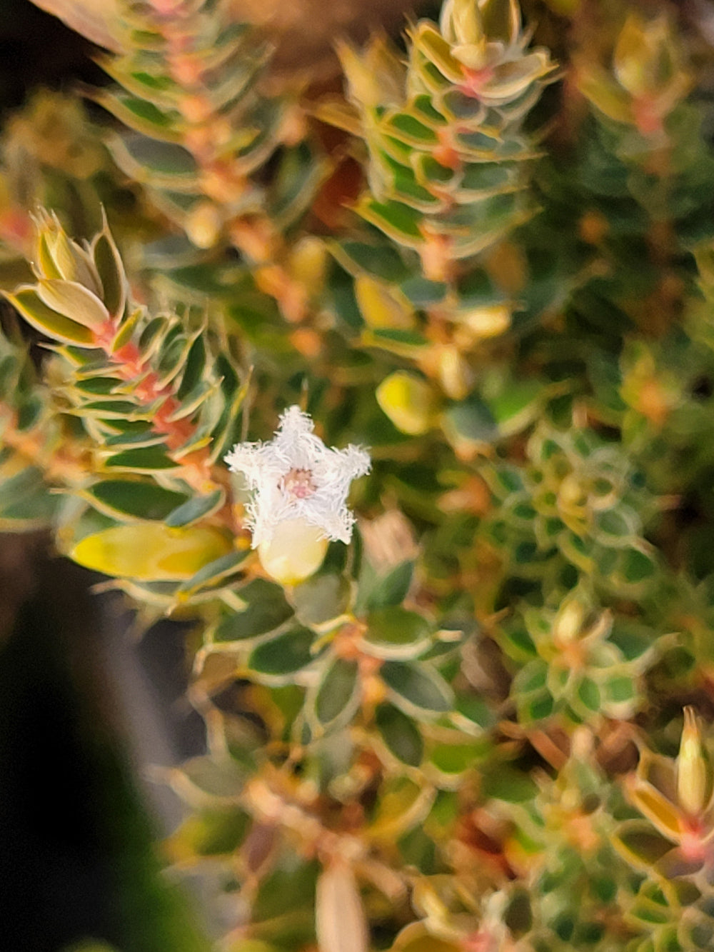 Styphelia nesophila (syn. Cyathodes fraseri)