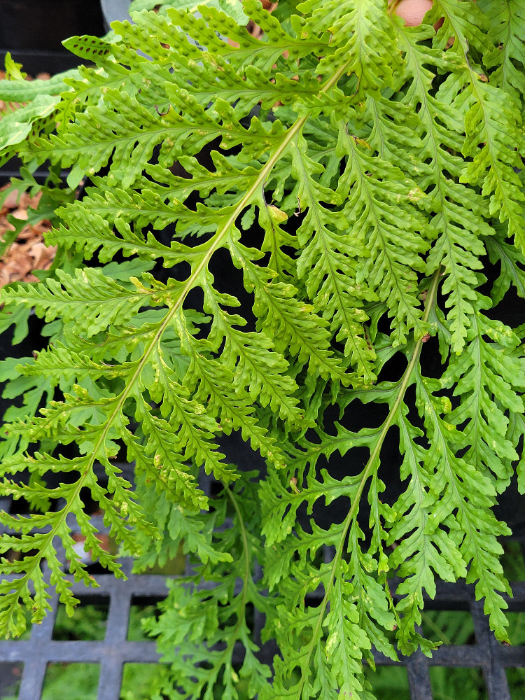 Polypodium x mantoniae 'Cornubiense'