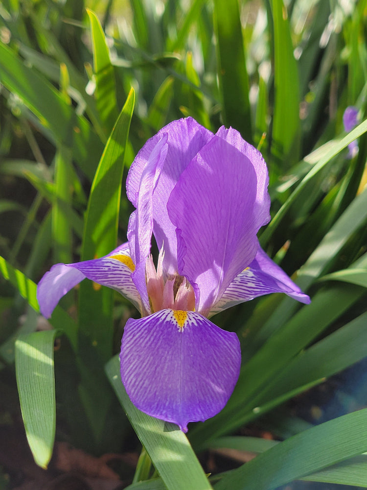 Iris lazica cw Turkey