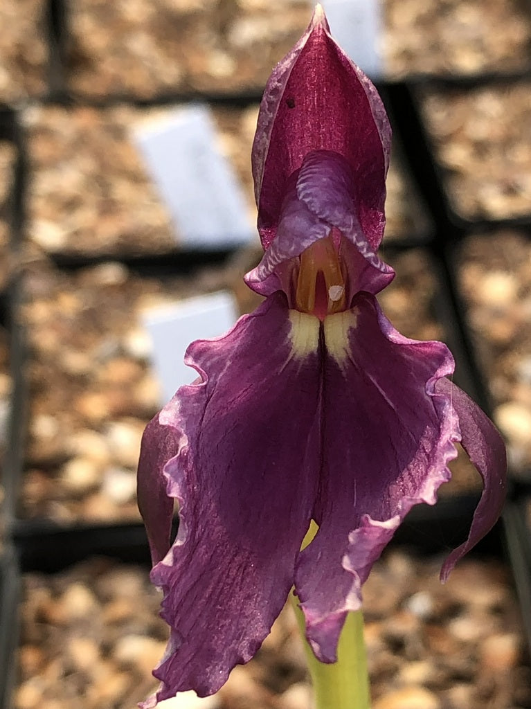 Roscoea cautleyoides 'Pennine Purple'