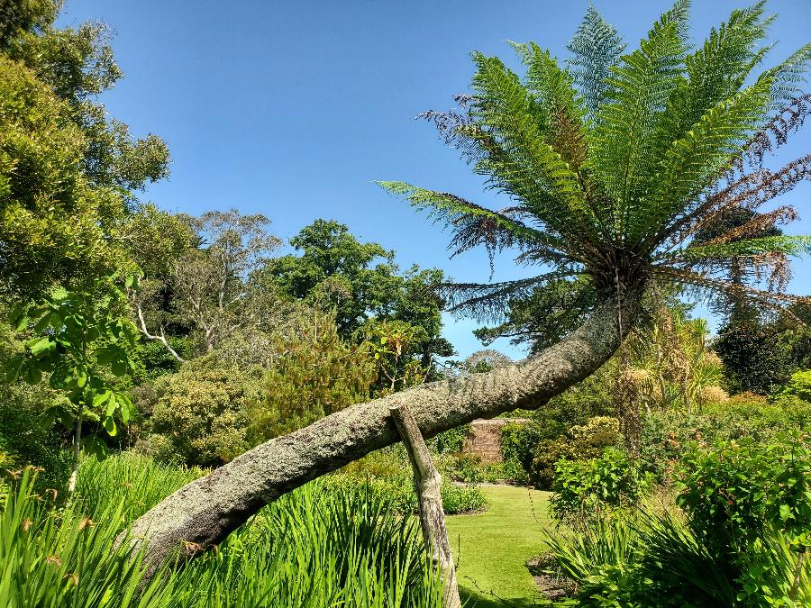 Dicksonia antarctica