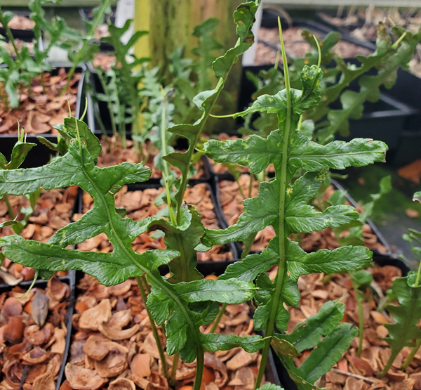 Vertical fronds of Polypodium cambricum 'Hornet' in pots