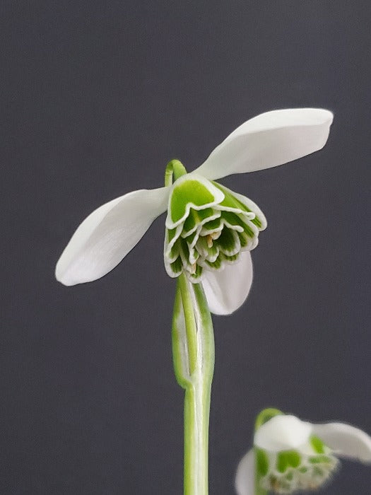snowdrop flower galanthus dionysus
