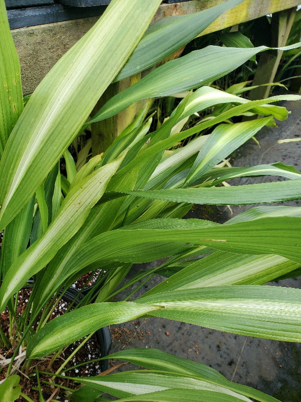 Aspidistra lurida 'Ichi-Moro-Ji'