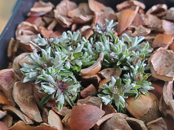 A closeup of the tiny foliage of Antennaria dioica ex. 'Minima Rubra'