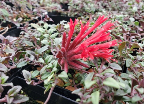 A closeup of the red tubular flowers of Monardella 'Marion Sampson'