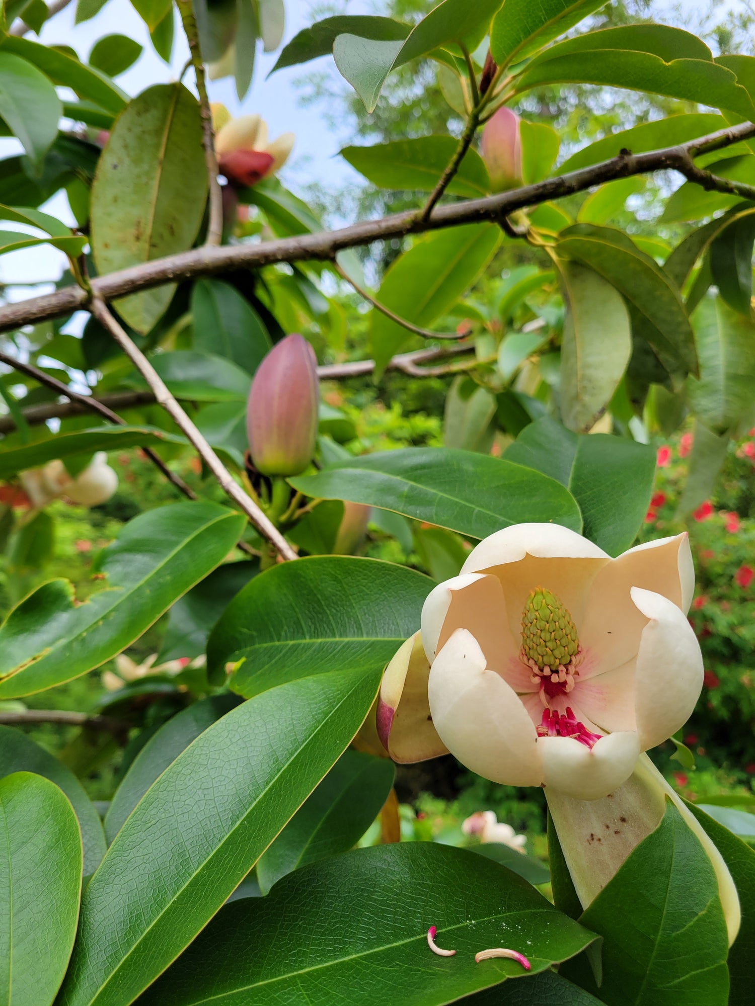 Magnolia sapaensis FMWJ 13330