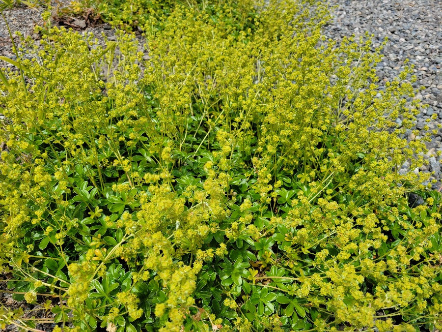 Alchemilla alpina