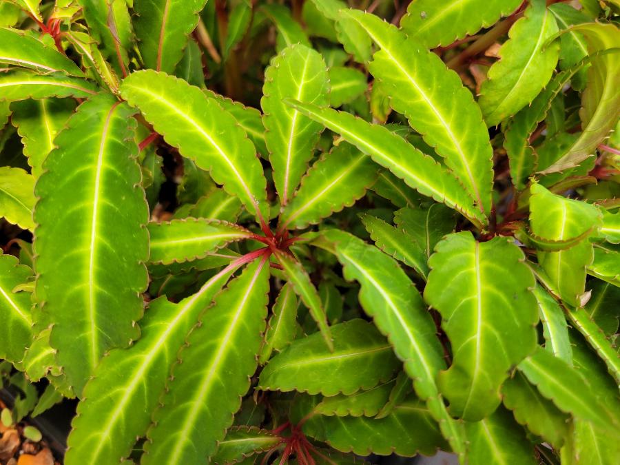 Impatiens omeiana - narrowleaf form