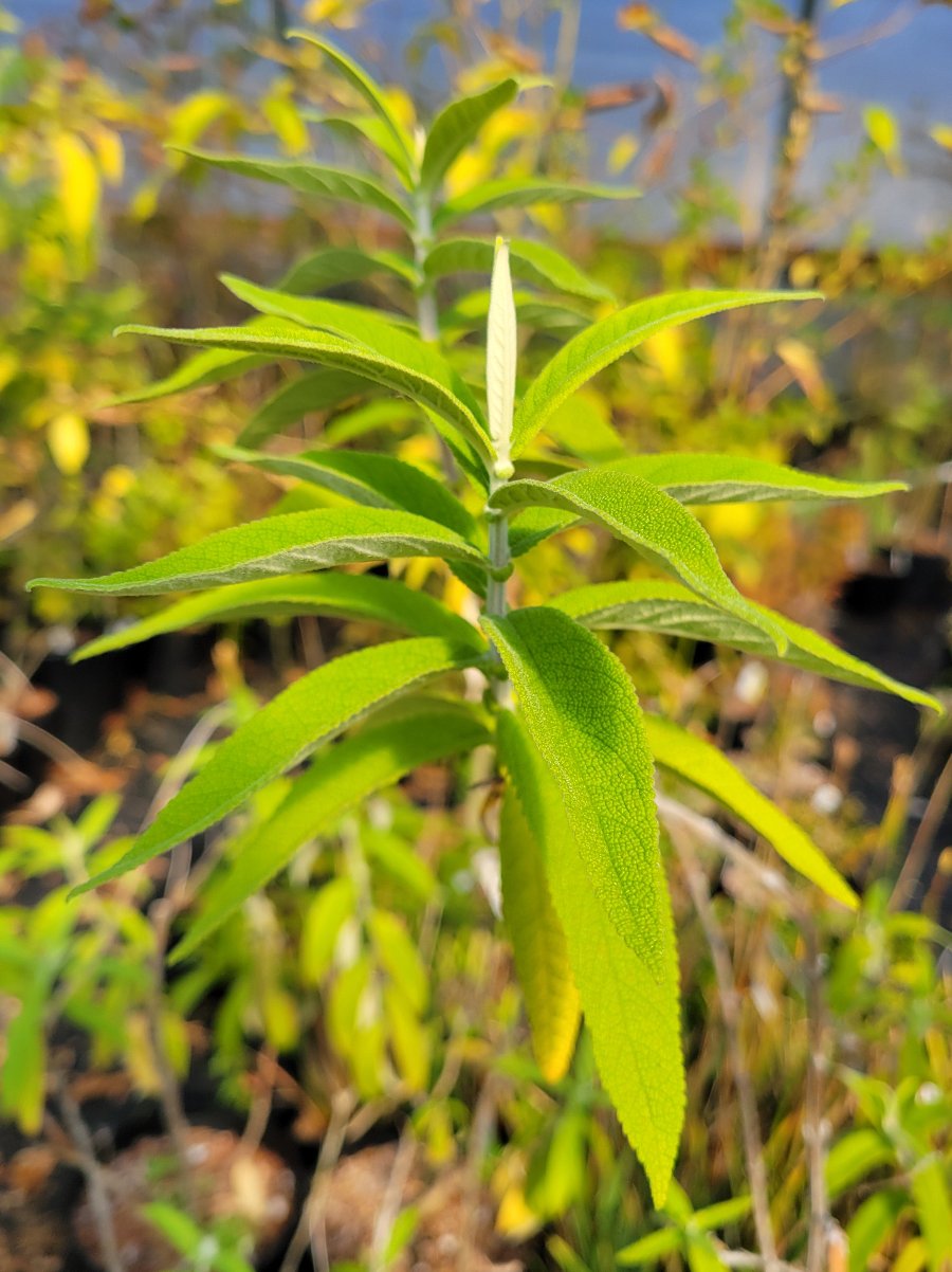 Buddleja salviifolia