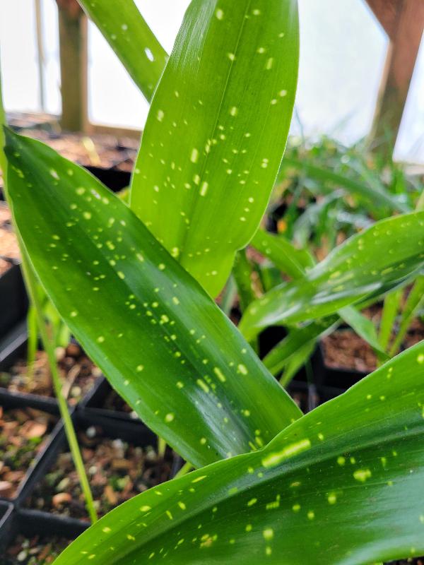 Aspidistra oblanceifolia 'Nagoya Stars'