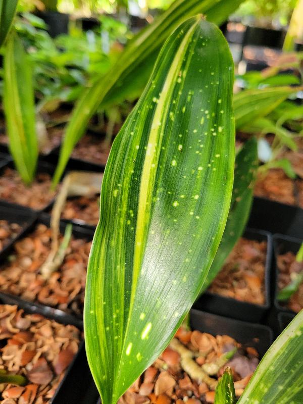 Aspidistra vietnamensis 'Amanogawa'