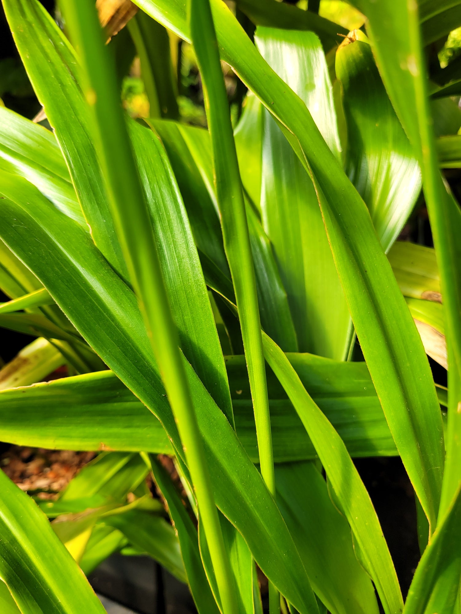 Aspidistra basalis