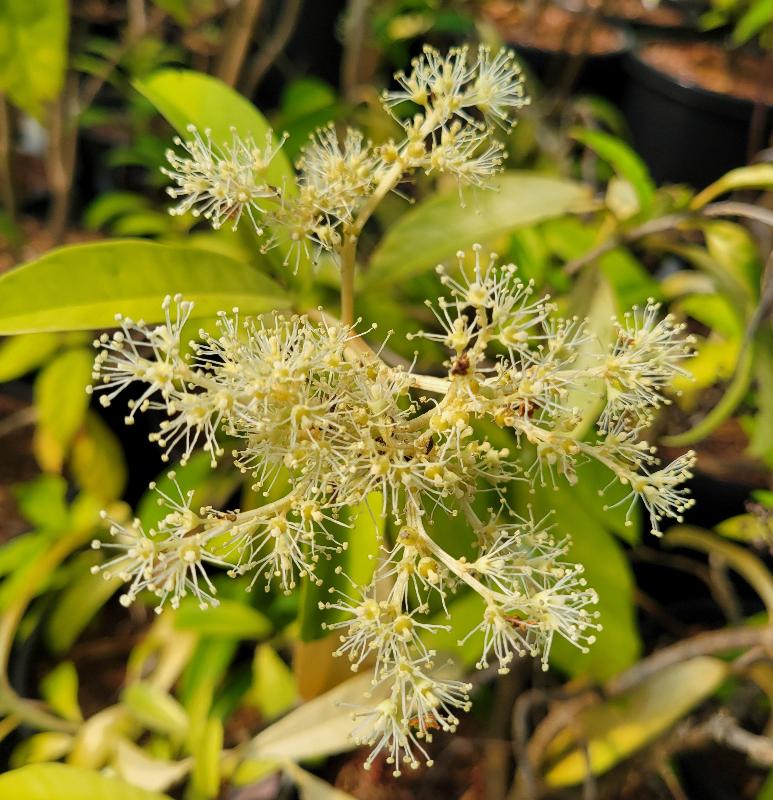 Pileostegia viburnioides BSWJ 3565