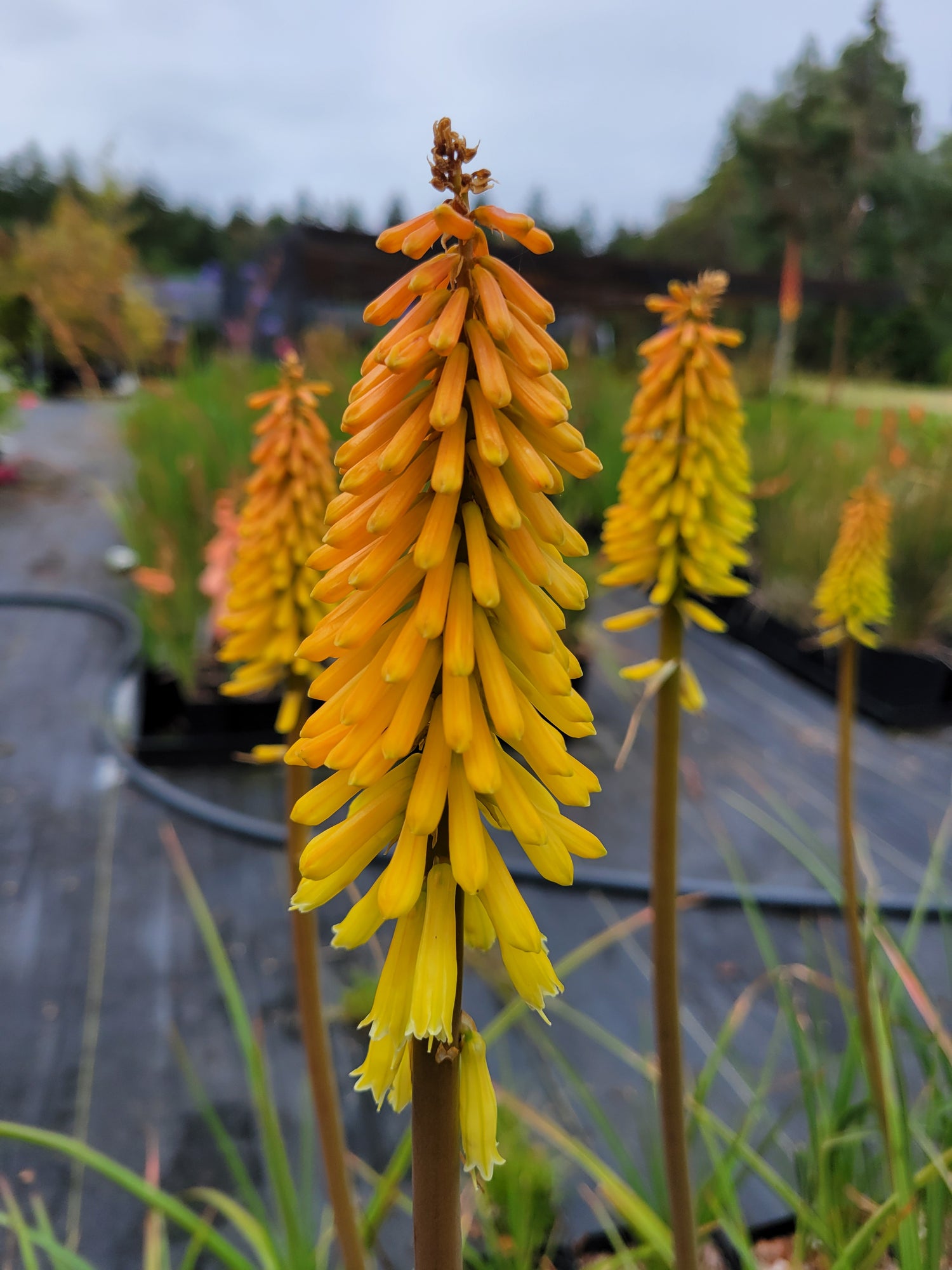 Kniphofia pumila