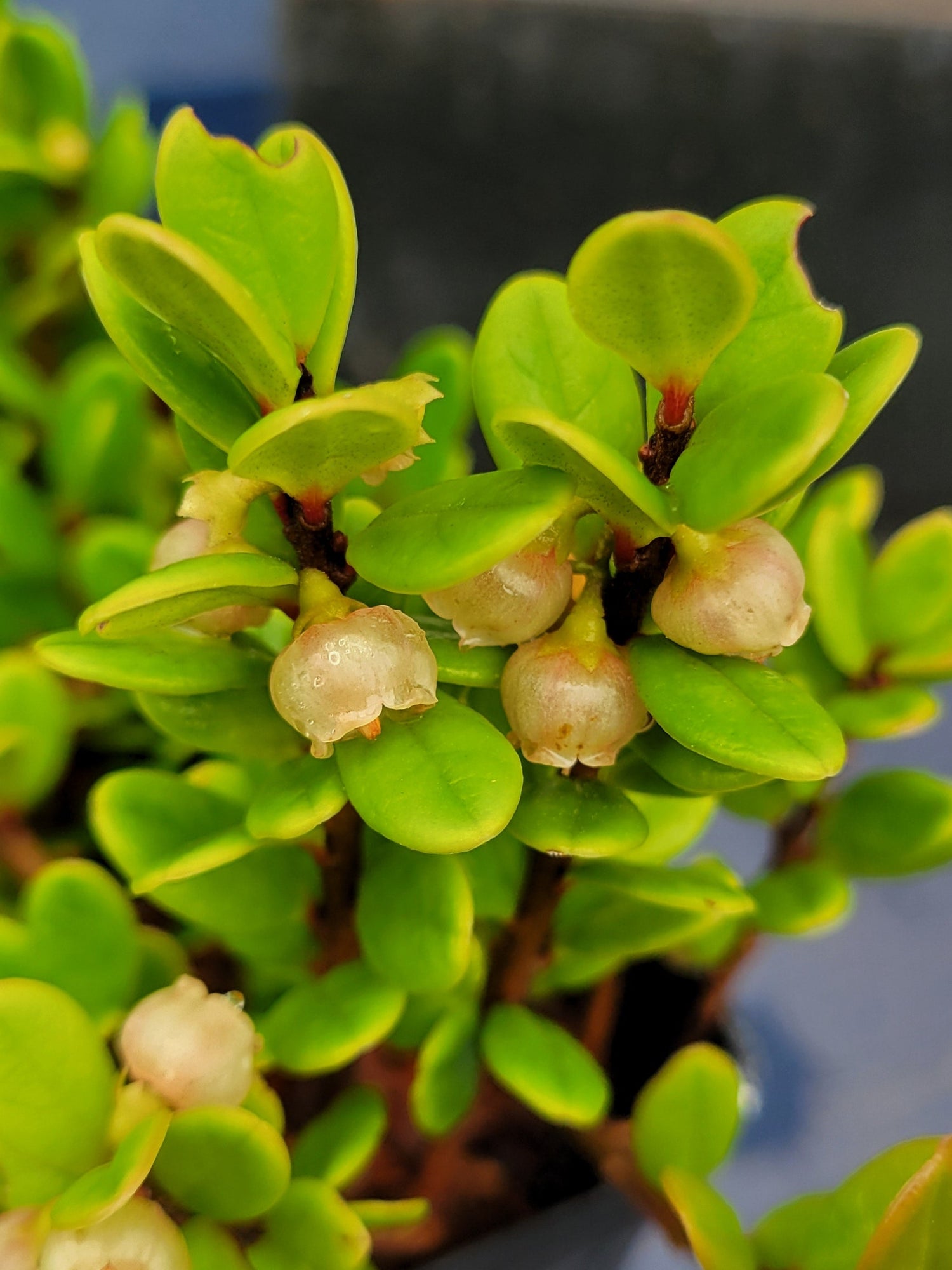 Vaccinium sp. YuGu 371