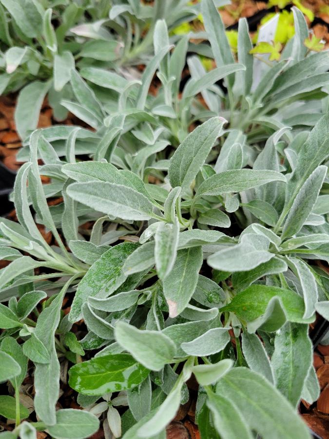 Veronica spicata ssp. incana 'Nana'