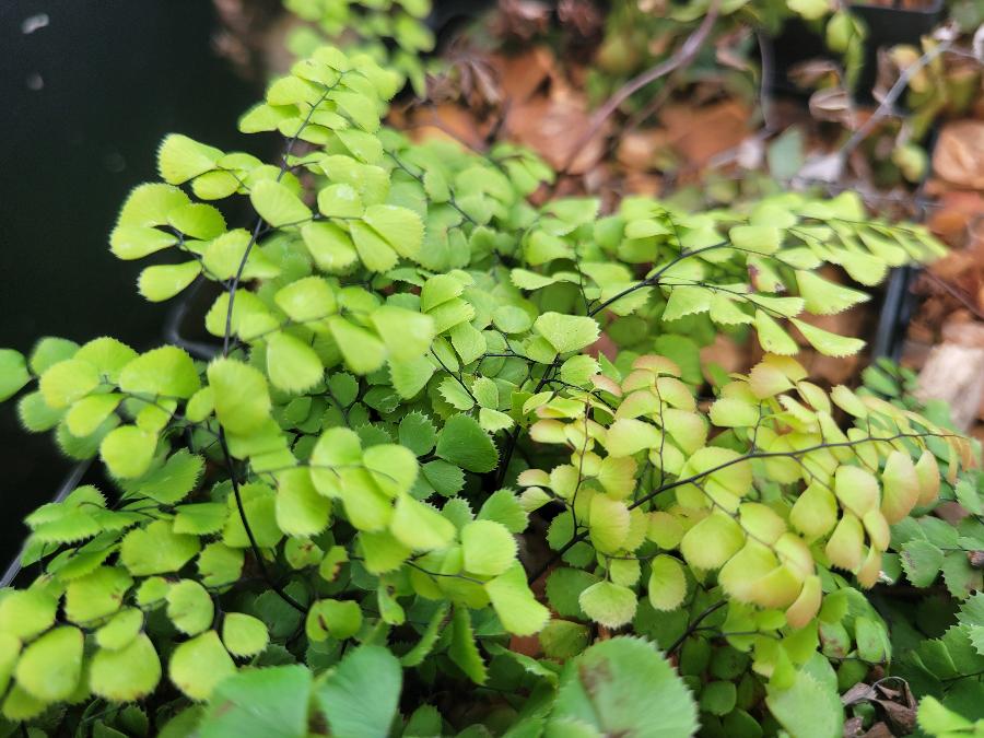 Adiantum cf. venustum 'China Doll'