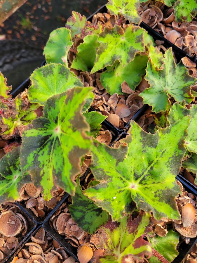 Begonia heracleifolia 'Nigricans'