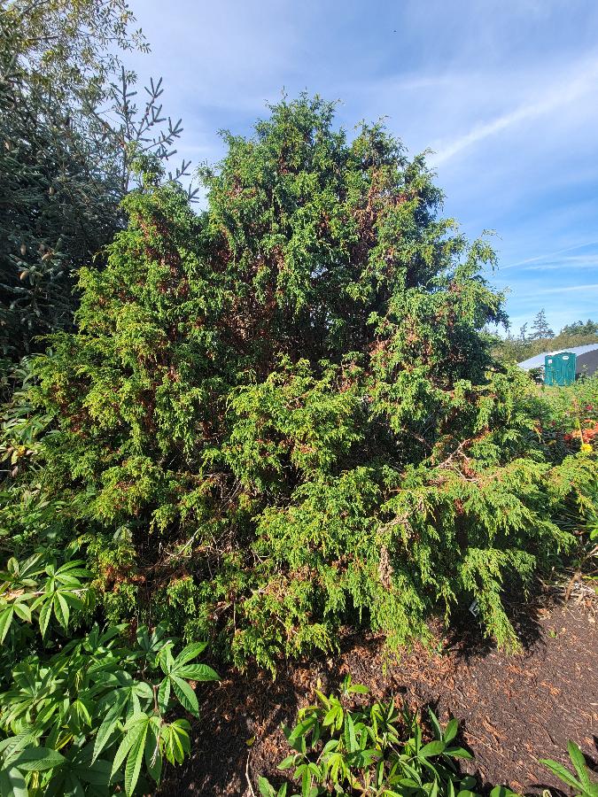 Juniperus pingii NAPE131