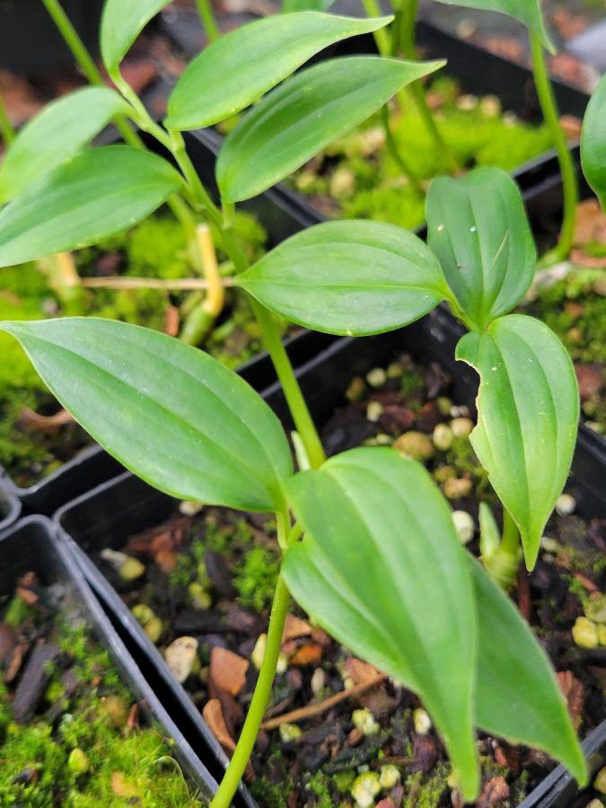 Disporopsis arisanensis ABT15-032