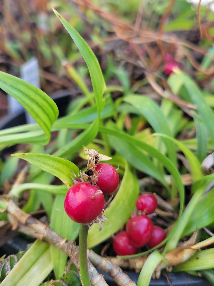 Reineckea carnea CPC