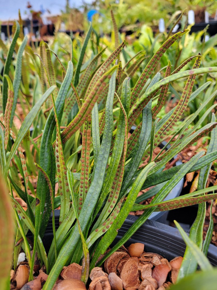 Lepisorus cf. sect. pseudovittaria MD 15-45