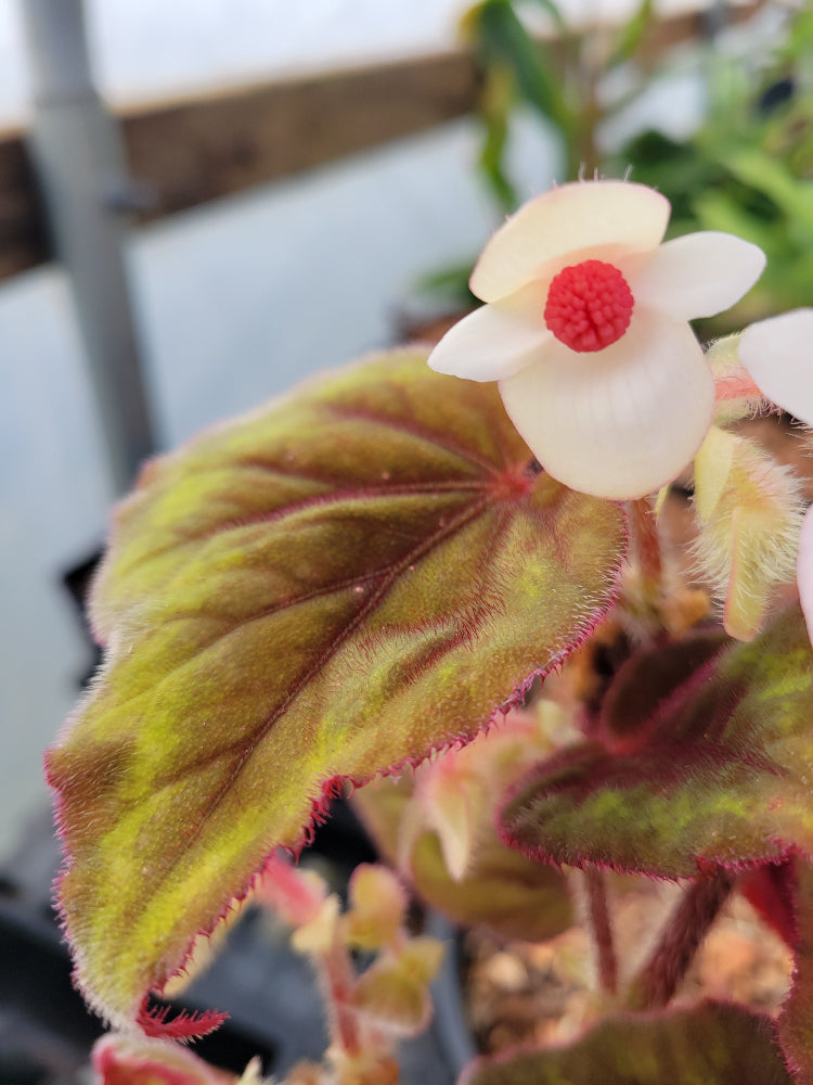 Begonia sp. YuGu 301