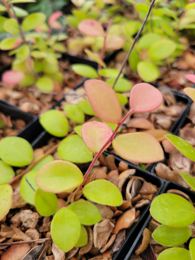 Sphyrospermum buxifolium