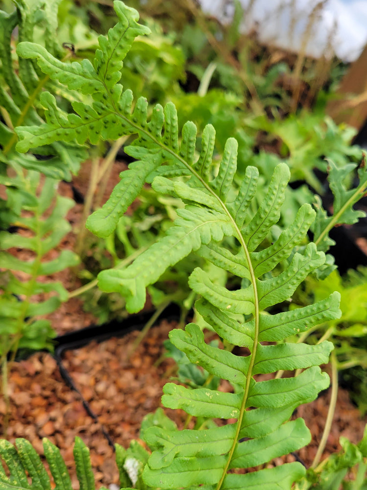 Polypodium x mantoniae 'Bifidograndiceps'
