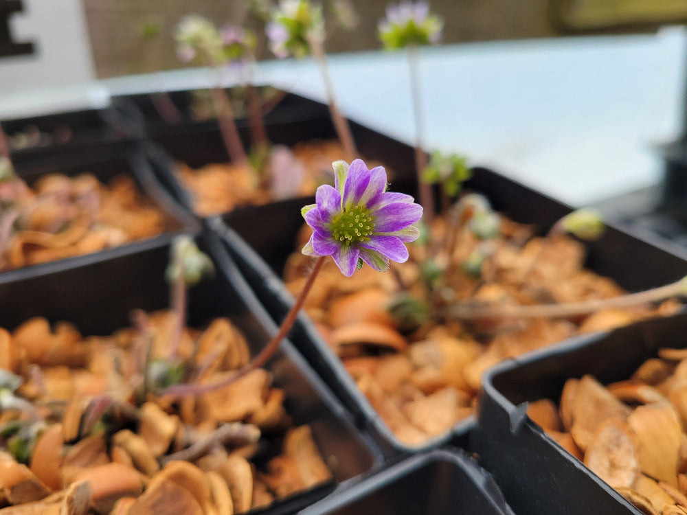 Hepatica nobilis var. japonica - Blue, Extra Petals