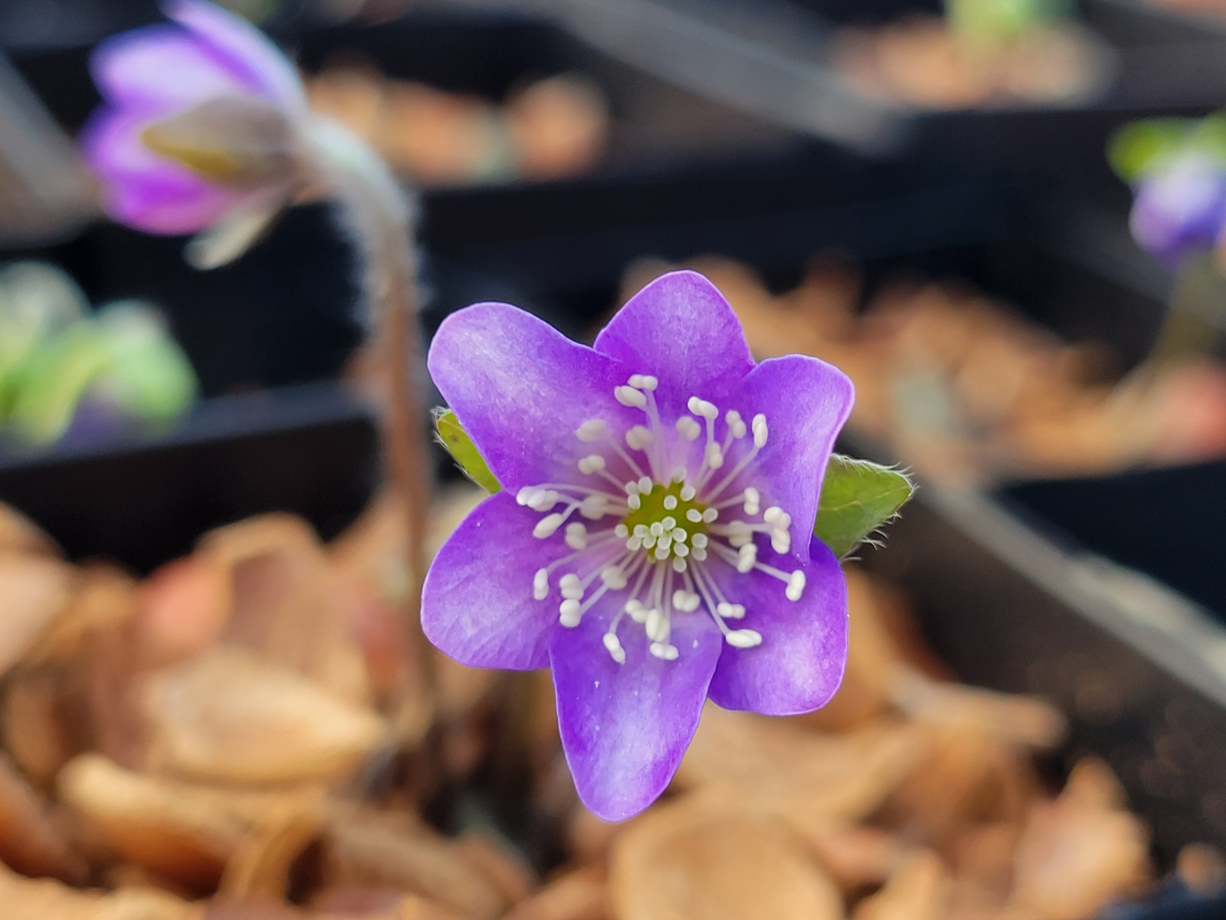 Blue Hepatica Color Hepatica transsilvanica 'Lithuanian Blue' – Far Reaches Farm