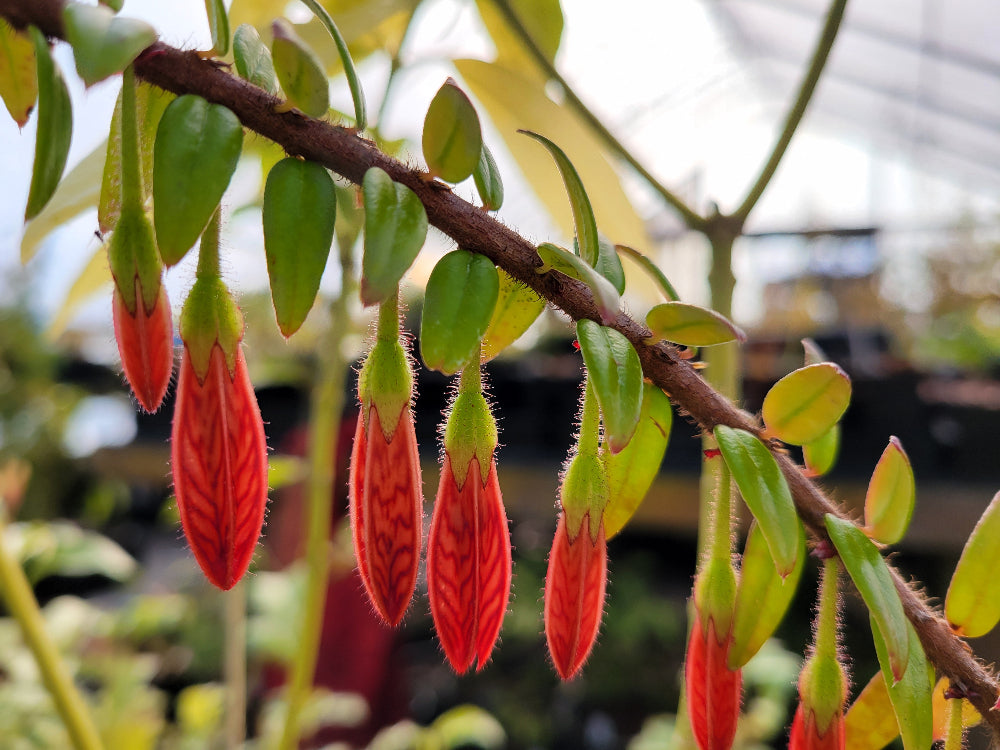 Agapetes serpens 'Darjeeling Ruby' SEH 15036