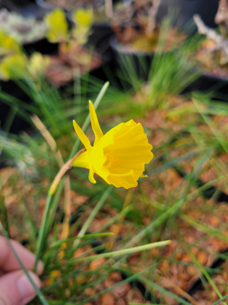 Narcissus bulbocodium