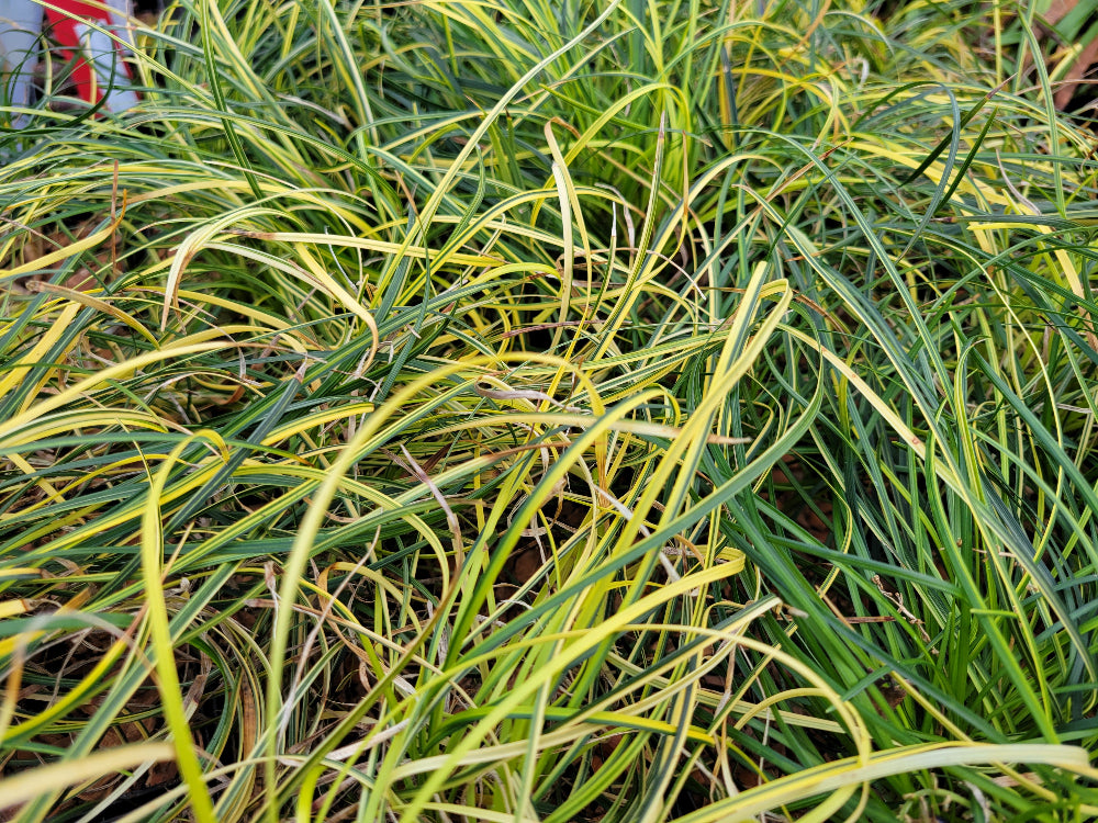 Ophiopogon umbraticola (syn. chingii) 'Variegata'