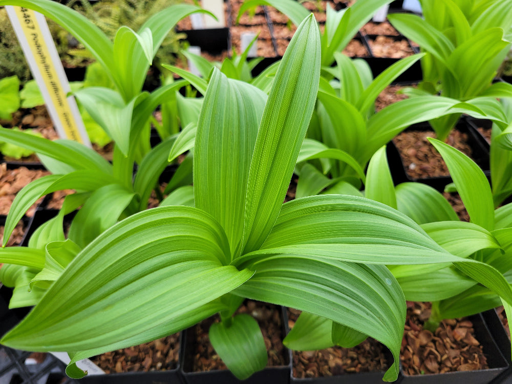 Veratrum album var. flavum