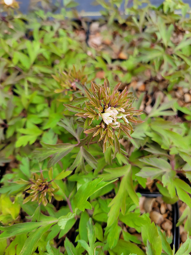 Anemone nemorosa - Bracteate Form