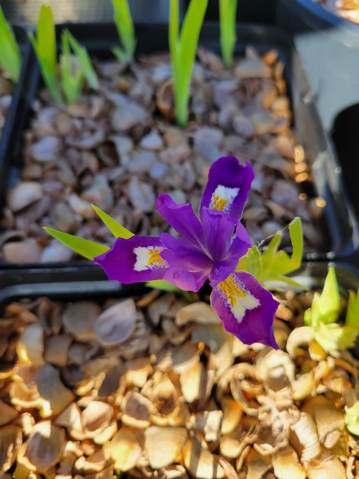 Iris cristata 'Merle's Ruby'