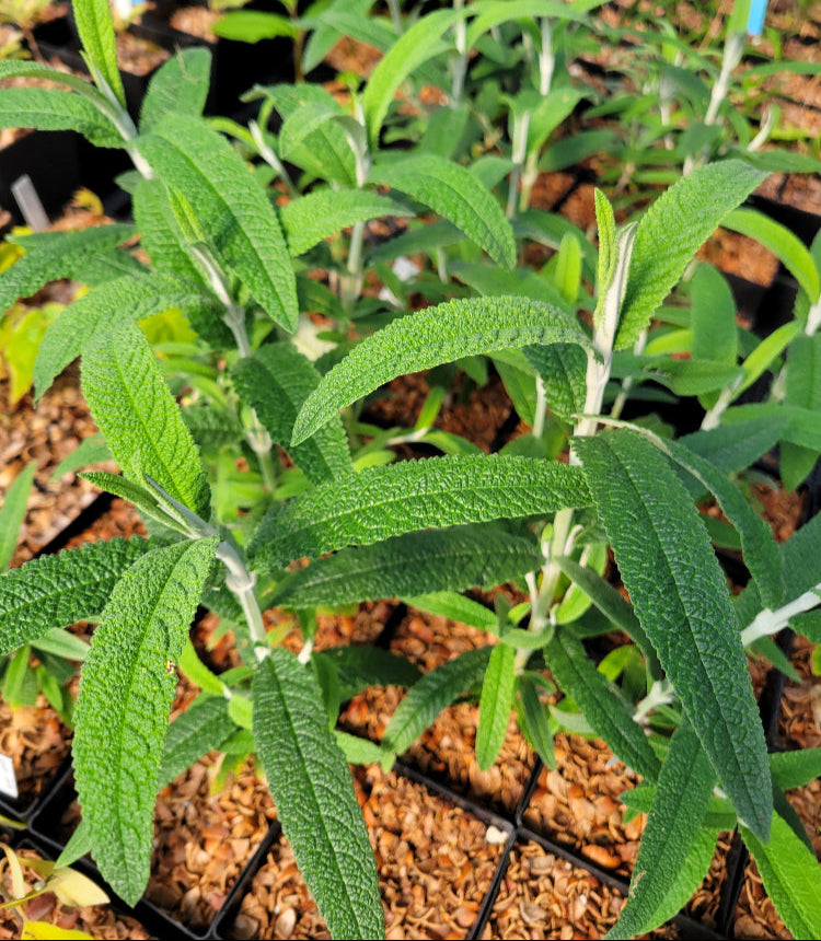 Buddleja loricata