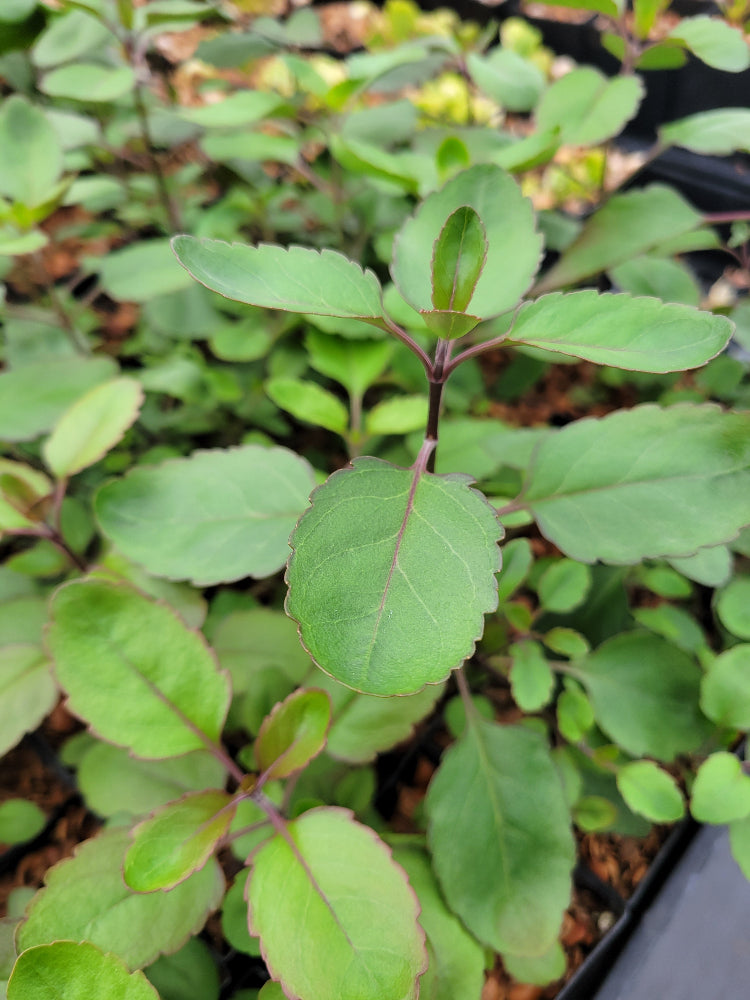 Heliohebe hulkeana
