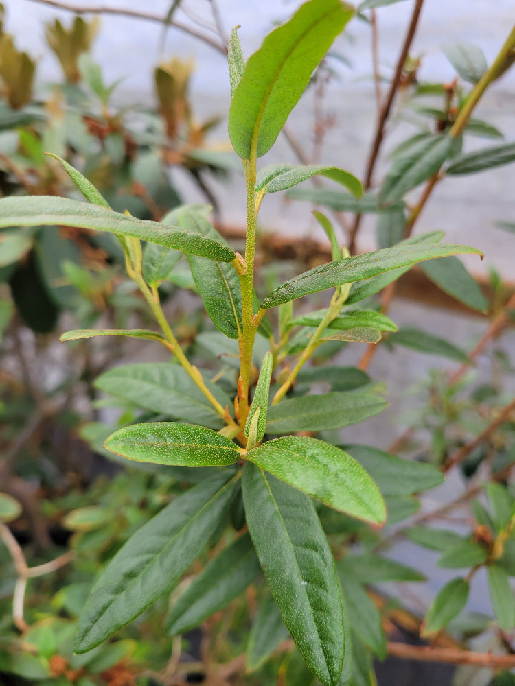 Rhododendron virgatum subsp. oleifolium MD97